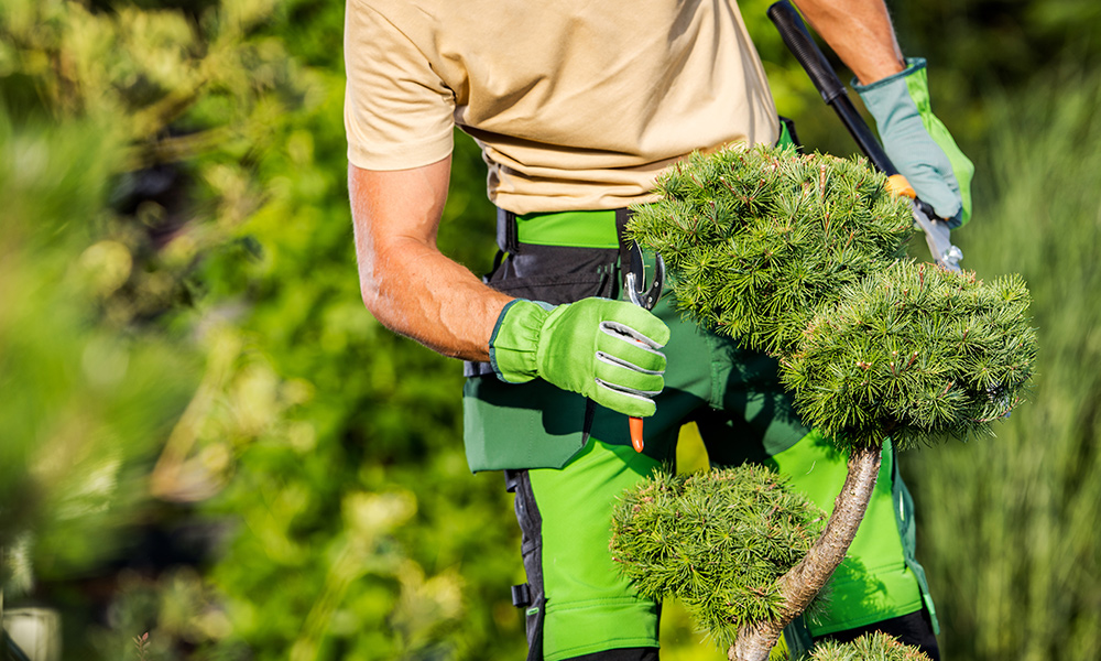 Mann schneidet einen Baum mit einer Handschere Gartenpflege und Gartengestaltung in Neuwied